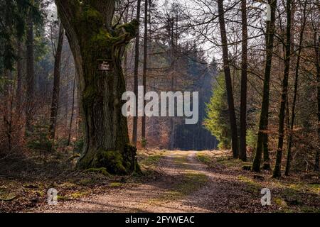 Frühlingswanderung durch den Wildpark Josefslust bei Sigmaringen, dem Jagdgebiet der Hohenzollern Fürsten Stockfoto