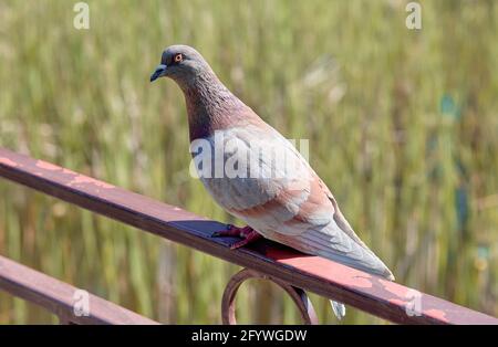 Nahaufnahme eines städtischen Taubenvogels, der bei Tageslicht auf der Brüstung thront Stockfoto