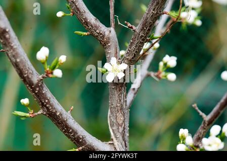 Weiße Blüten auf einem braunen Baumzweig Stockfoto