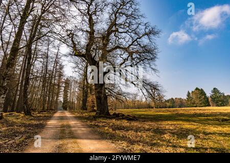 Frühlingswanderung durch den Wildpark Josefslust bei Sigmaringen, dem Jagdgebiet der Hohenzollern Fürsten Stockfoto