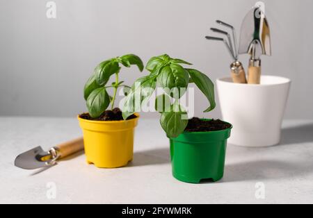 basilikum-Sämlinge in Kunststofftöpfen Stockfoto