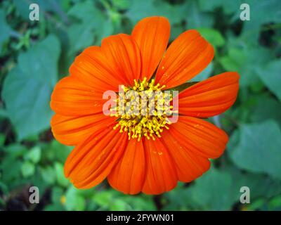 Mexikanische Sonnenblume (Tithonia rotundifolia) im Garten Stockfoto