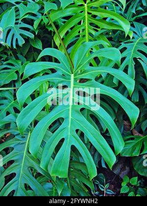 Blätter der Schweizer Käsepflanze (Monstera deliciosa) Stockfoto