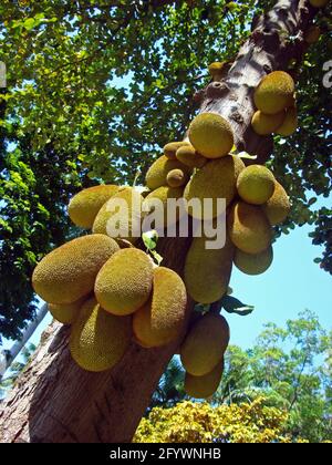 Jackfruits auf Baum, Rio de Janeiro, Brasilien Stockfoto