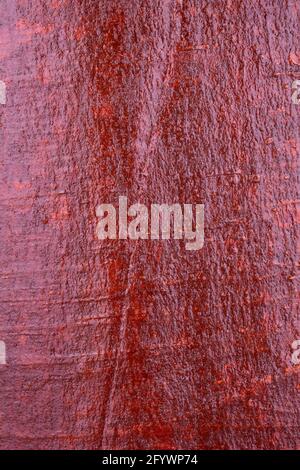Holzrinde, Hintergrund Stockfoto