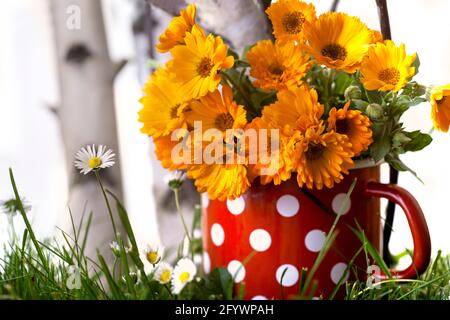 Ringelblume in Topf und Gänseblümchen Stockfoto