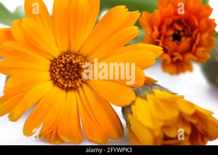 Ringelblumen, isoliert auf Weiß. Stockfoto