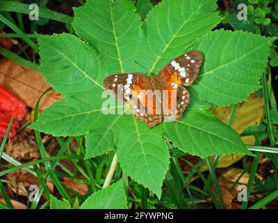 Brauner Pfauenschmetterling (Anartia amathea) auf grünem Blatt Stockfoto