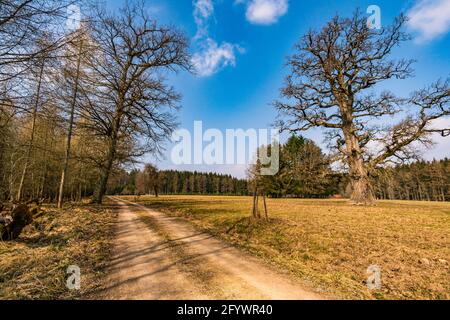 Frühlingswanderung durch den Wildpark Josefslust bei Sigmaringen, dem Jagdgebiet der Hohenzollern Fürsten Stockfoto