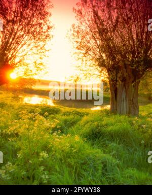 Großbritannien, England, Oxfordshire, Fluss Windrush mit Weidenbäumen, nebliger Morgendämmerung, Stockfoto