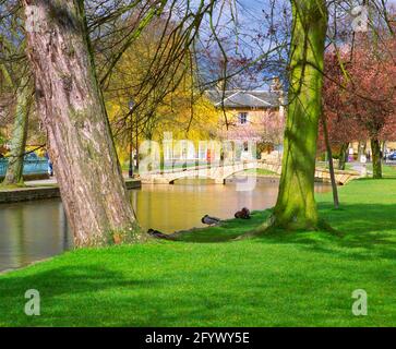 Großbritannien, England, Cotswolds, Burton-on-the-Water, River Windrush, Feder Stockfoto