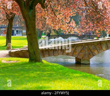 Großbritannien, England, Cotswolds, Burton-on-the-Water, River Windrush, Feder Stockfoto