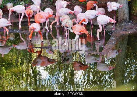 Die rosa Flamingos Trinkwasser oder versuchen, Nahrung zu finden In einem reflektierenden See Stockfoto
