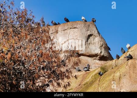 Die schwarzen und weißen Tauben, die auf Felsen von der Baum Stockfoto