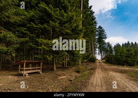 Frühlingswanderung durch den Wildpark Josefslust bei Sigmaringen, dem Jagdgebiet der Hohenzollern Fürsten Stockfoto