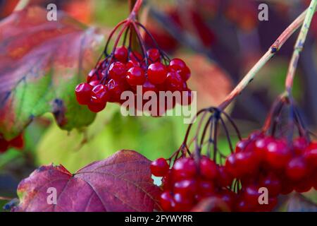 Ein Strauß reifer Viburnum-Beeren hängt an einem Busch. Stockfoto