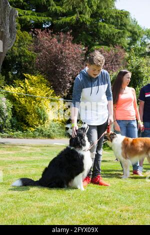 Hundeausstellung in Rhu Gala, Schottland mit einem jungen Mann und Collie-Hund. Stockfoto