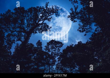 Supermond oder Großmond. Silhouette der Äste von Bäumen gegen den blauen Himmel auf ruhige Natur. Schöne Landschaft mit großem Mond, im Freien bei Nacht Stockfoto