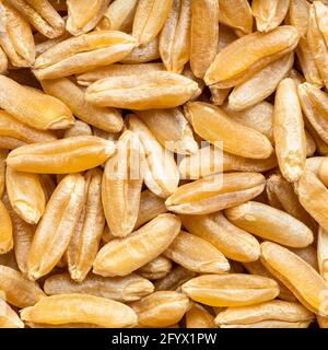 Quadratische Lebensmittel Hintergrund - Kamut Khorasan Weizenkörner Nahaufnahme Stockfoto