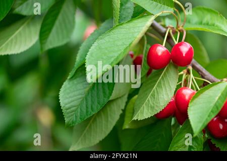 Rote reife süße Kirsche hängen auf Baum Zweig im Garten. Farm Food Hintergrund. Selektiver Fokus. Stockfoto