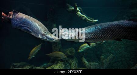 Zwei Gefangene Arapaimas (Arapaima gigas) schwimmen zusammen im Aquarium. Stockfoto