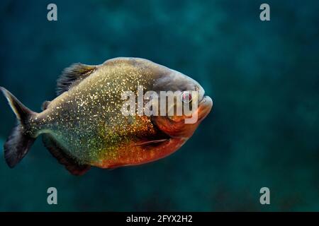 Rotbauchige Piranha, auch bekannt als roter Piranha (Pygocentrus nattereri) schwimmt im Aquarium. Stockfoto