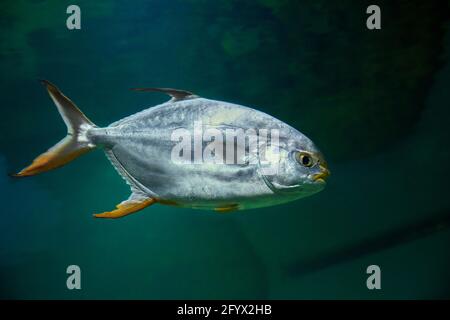 Schnupfnase pompano (Trachinotus blochii) schwimmt im Aquarium. Stockfoto