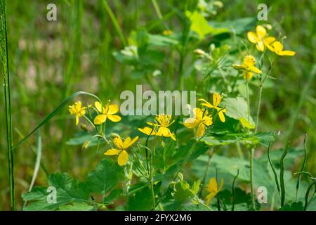 Chelidonium majus, größere Zölianenkraut in Wiese gelben Blüten Nahaufnahme selektiven Fokus Stockfoto