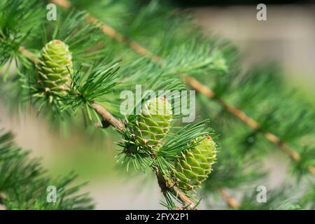 Zweige mit grünen Kegeln des Lärchenbaums Larix decitdua Pendula Nahaufnahme selektiver Fokus Stockfoto