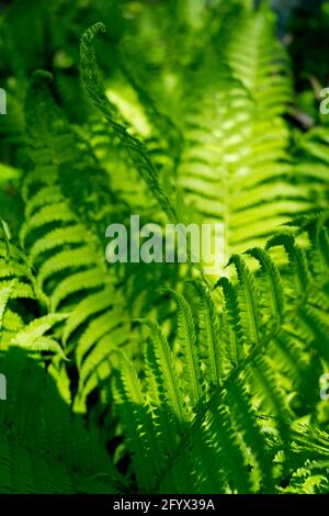 Schöne Farne Blätter grün Laub natürlichen Blumen farn Hintergrund Stockfoto