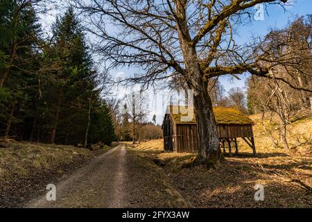 Frühlingswanderung durch den Wildpark Josefslust bei Sigmaringen, dem Jagdgebiet der Hohenzollern Fürsten Stockfoto