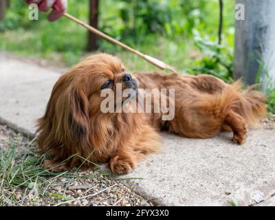 Fröhlicher roter pekingese liegt auf dem Weg im Garten und ruht. Der Besitzer kratzt sich mit einem Pinsel auf den Rücken. Konzept Liebe und Pflege der Tiere Stockfoto