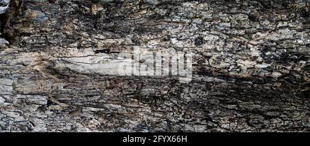 Hohe Auflösung der Rindenstruktur, Panoramafoto für hochauflösende Textur Stockfoto