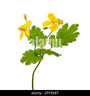 Zweig blühender Großzelandine mit gelben Blüten auf weißem Hintergrund aus nächster Nähe, Stockfoto