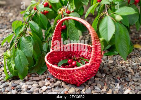 Köstliche reife süße Kirschen im Weidenkorb gegen das Sommerlaub im Garten. Frische gesunde Bio-Lebensmittel. Stockfoto