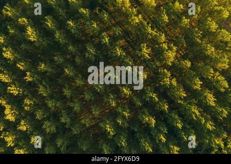 Luftaufnahme von Baumwipfelmuster aus Baumwollholz von Drohne pov, Drohne fliegen über grünen Wald im Sommer Sonnenuntergang. Aspen Bäume als Symbol der Natur und Umwelt Stockfoto