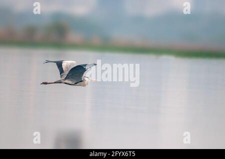 Ein Graureiher fliegt über einen Fluss Stockfoto