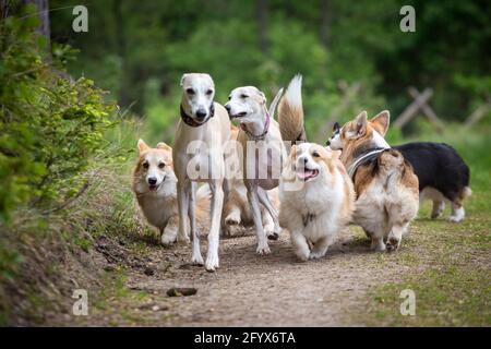 Welsh Corgi Pembroke & Whippet Hunde spielen Stockfoto