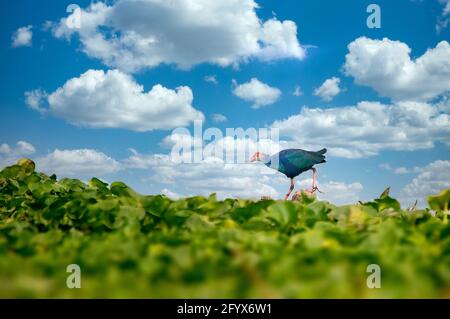 Ein grauer Swamphen, der auf Gras läuft Stockfoto