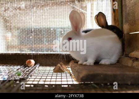 Niedliches weißes Kaninchen im Käfig auf dem Bauernhof. Kleine Kaninchen. Bio-Anbaukonzept Stockfoto