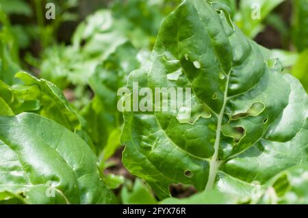 Von Schnecken, Schnecken und Raupen gefressen Stockfoto