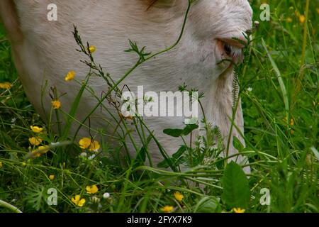 Nahaufnahme eines Kuhkopfes, der Gras in einem frisst Weide Stockfoto