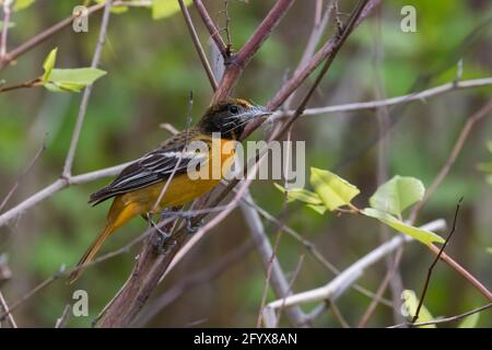 Tiere, Tiere, Vögel, baltimore, baltimore, Oriole, Schnabel, Schönheit in der Natur, Vögel, Vogelbeobachtung, Vögel, Vogelbeobachtung, Schwarz, Amsel, Blüten im Hintergrund, Bok Stockfoto