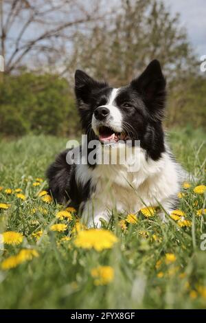 Smiling Border Collie liegt an sonnigen Tagen in der Dandelion Meadow. Happy Black and White Dog in Spring Nature. Stockfoto