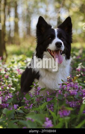 Nahaufnahme von Happy Border Collie in Purple Dead-Nettle, auch Lamium genannt. Niedlicher schwarz-weißer Hund mit Zunge draußen im Frühlingswald. Stockfoto