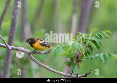 Weiblicher Baltimore-Oriole (Icterus galbula), der brütet Stockfoto
