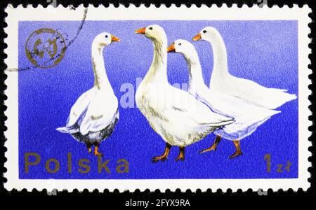 MOSKAU, RUSSLAND - 27. SEPTEMBER 2019: Die in Polen gedruckte Briefmarke zeigt Domestic Goose (Anser anser domestica), den 20. Kongress der Europäischen Zoote Stockfoto