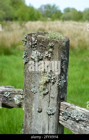 Cors Caron Raised Moor (Tregaron Moor) 2021 Stockfoto