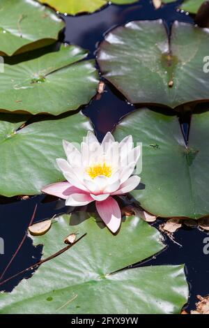 wildes Wildwasser lilli mit Blättern am sonntag am Pool Stockfoto