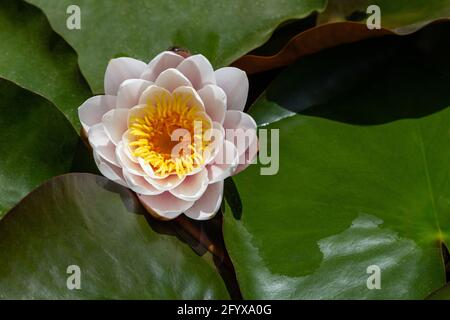 wildes Wildwasser lilli mit Blättern am sonntag am Pool Stockfoto